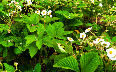 健康白花露出草莓紧密的鲜花朵草莓树丛美丽的花园图片