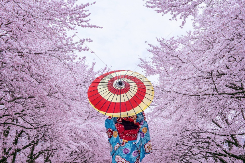 美丽的在日本春天身穿传统和服樱花的亚洲妇女树时尚图片