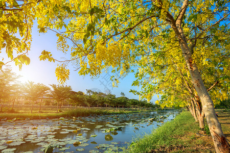 泰国蓝天背景公园的决明子瘘绞刑植物群装饰图片