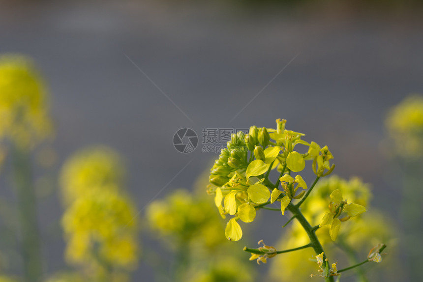 景观春天芥菜花SinapisAiba黄色花和植物芥菜Aiba草图片