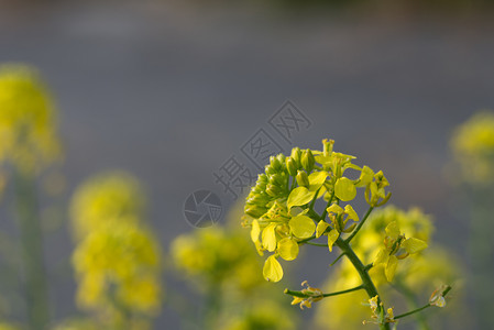 景观春天芥菜花SinapisAiba黄色花和植物芥菜Aiba草图片