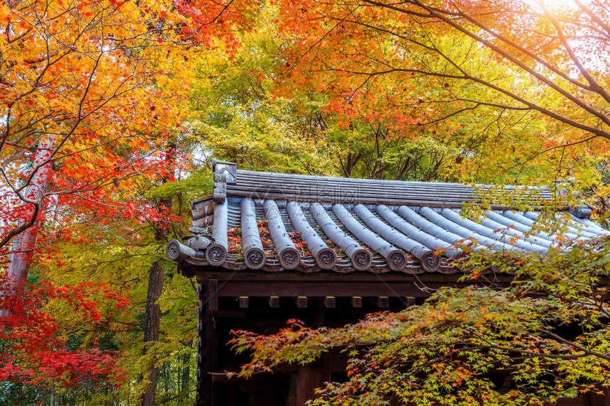日本京都寺庙和秋叶图片
