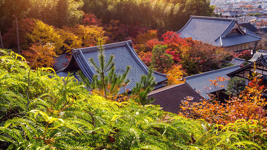 日本京都寺庙和秋叶图片