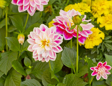明亮的白花和粉红色朵从园里出来粉色的丰富多彩图片