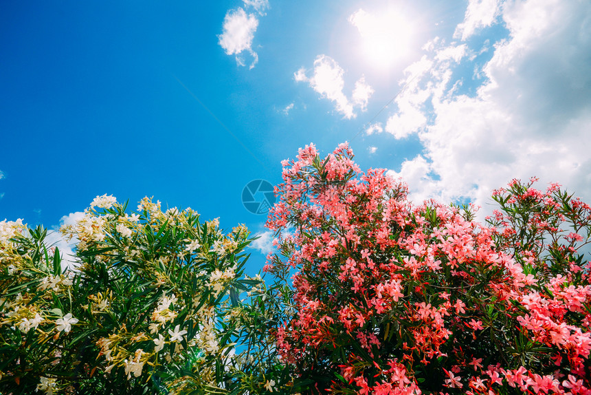 在阳光明媚的春日在灌木上与清蓝的天空对准晴蓝色天空时闪亮的粉红花和黄在晴的春季日照亮蓝色天空时复制间自然植物群叶子图片