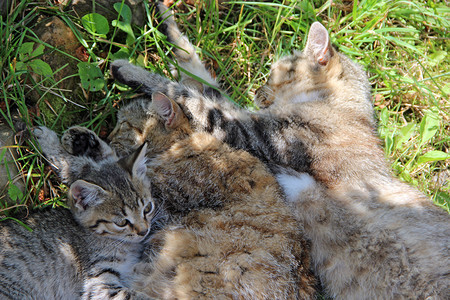 母亲懒惰的猫家人睡着了灰猫在绿草地上肖像图片