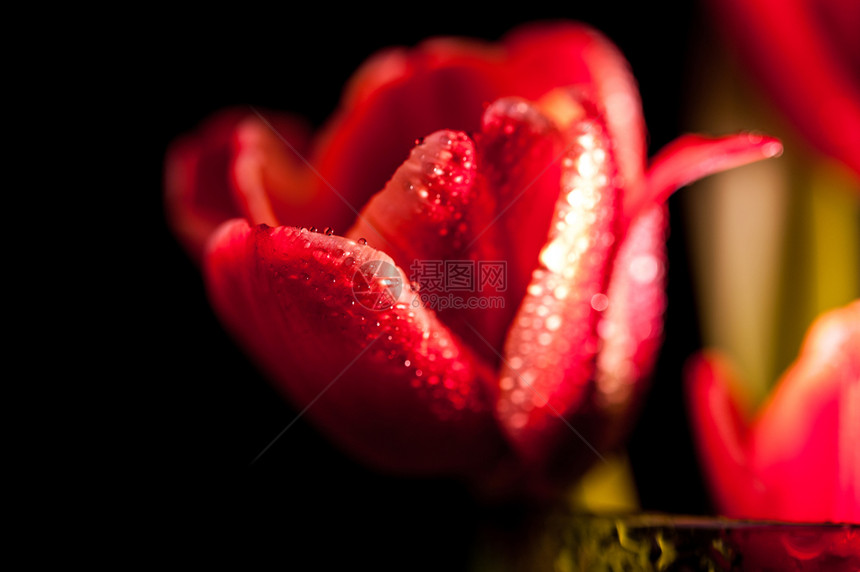 简单关闭一个芽红色郁金香与水滴在黑色背景上的绿玻璃中美术花卉背景特写关闭芽红色郁金香与水滴在黑色背景上的绿玻璃中生活美好的图片