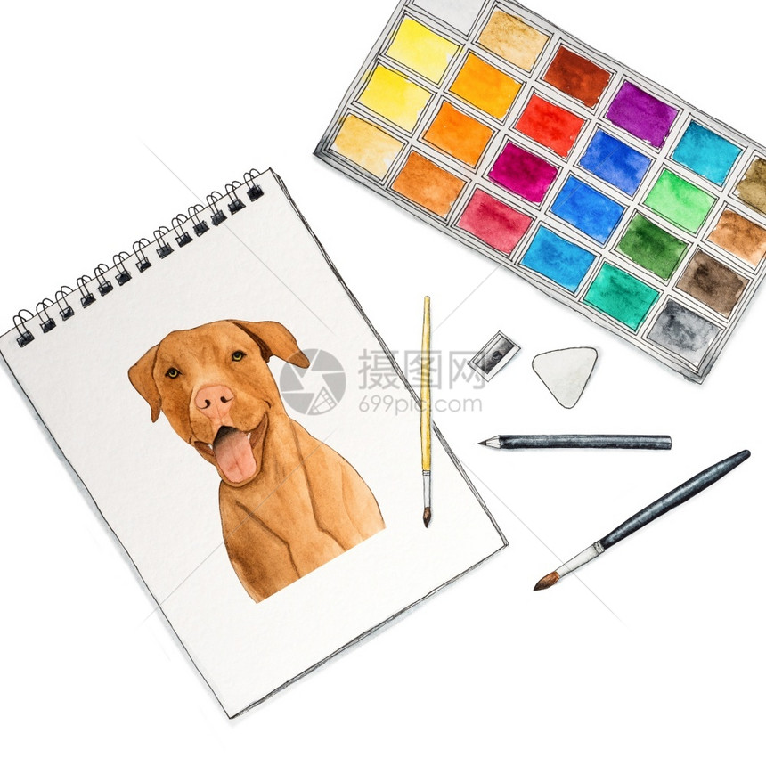 可爱漂亮的巧克力色小狗漂亮的水彩画特写关爱教育服从训练和养宠物的概念可爱漂亮的巧克力色小狗气球肖像兽医图片