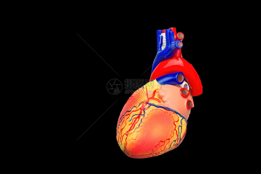 解剖学静脉以黑色背景隔离的人工造心脏模型疾病图片