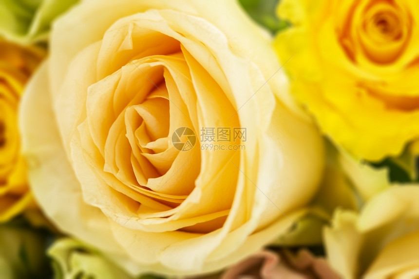 开花禅天鲜黄玫瑰的花朵背景以一束盛大的中央玫瑰为焦点在香的花束上象征着爱情完整的框架紧贴花瓣细节图片