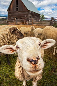 牧场茨维申假期不列颠哥伦比亚省威廉姆斯湖加拿大不列颠哥伦比亚省图片