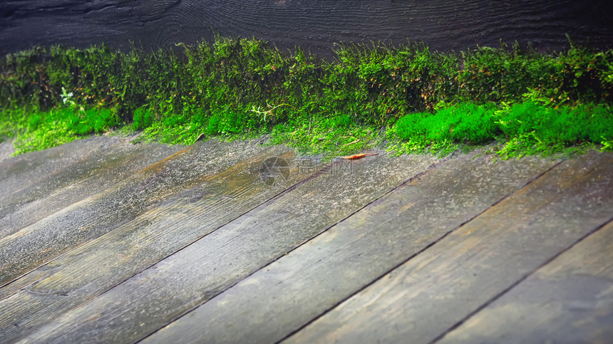 浅的边界具有复制空间的天然暗底背景选择焦点带摩斯的旧木地板浅层深处含摩斯的旧木地板红粗糙的图片