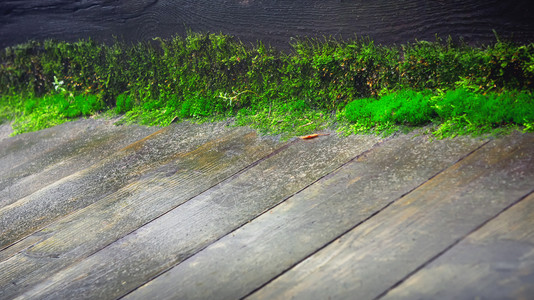 浅的边界具有复制空间的天然暗底背景选择焦点带摩斯的旧木地板浅层深处含摩斯的旧木地板红粗糙的背景图片