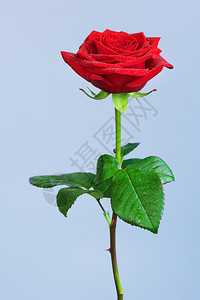 红玫瑰花蓝底色背景的红玫瑰花庆典浪漫的绿色图片