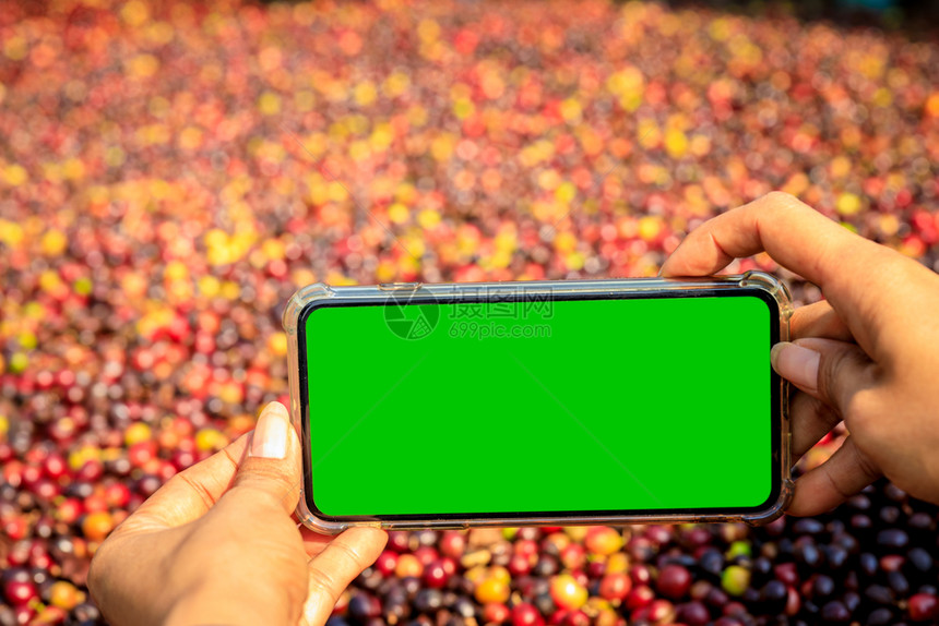 触碰电话智能绿色屏幕拍摄手持的生咖啡豆照片有选择地突出焦点背景模糊户外图片