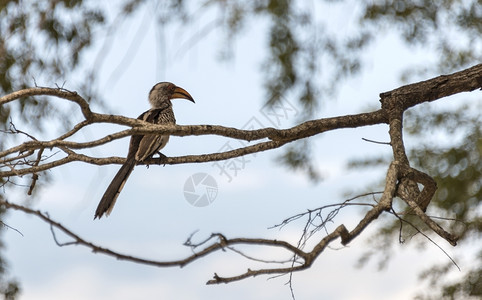 非洲Kruger公园红帐单角标鸟盯颜色图片