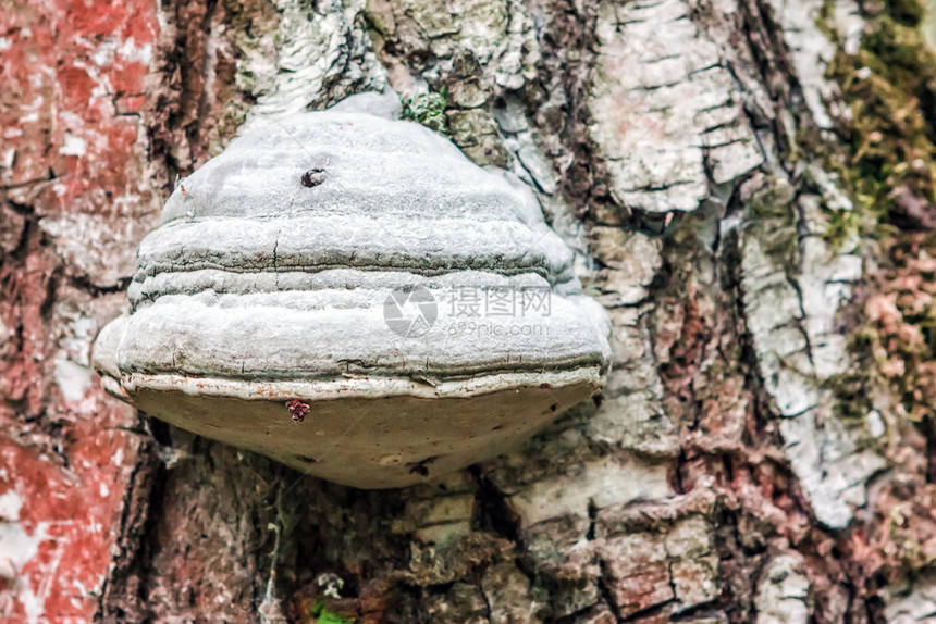 有质感的聚虫蘑菇室关闭于病态的BirchBirchPolypore蘑菇关闭的模糊背景树皮火种药店图片
