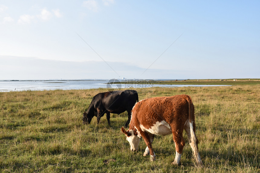 在西德群岛奥兰的沿海湿地放牧牛群平静的绿色自然图片