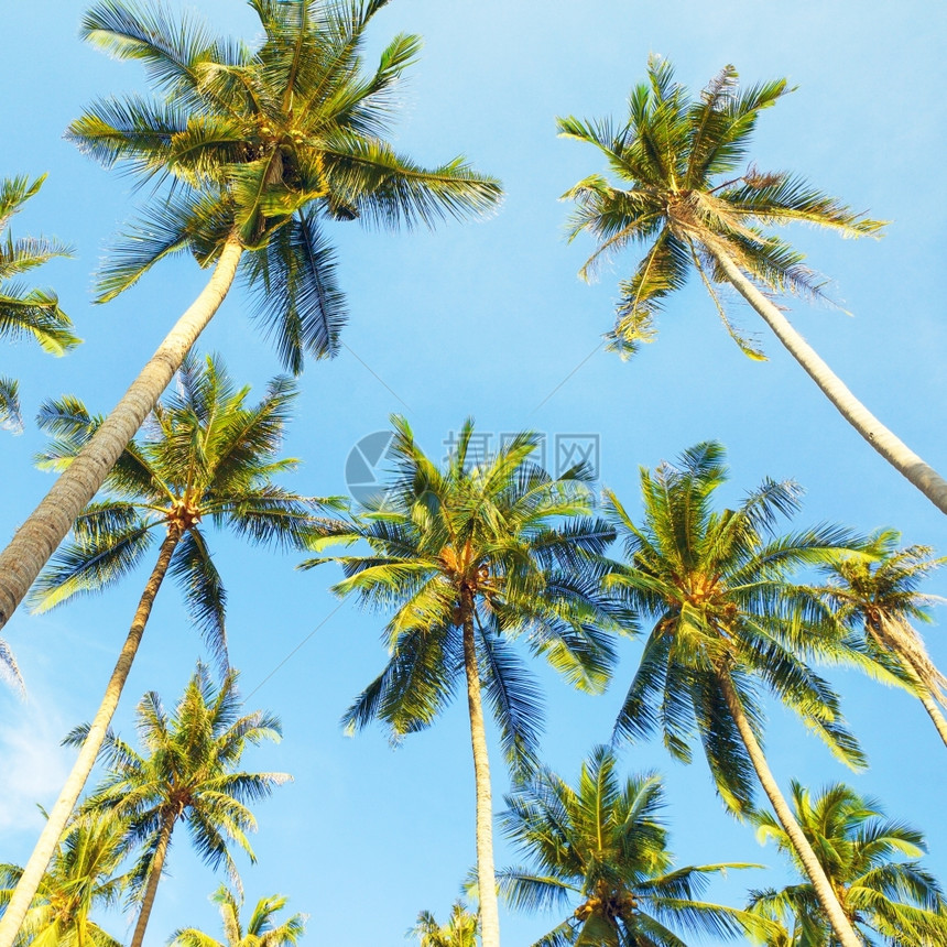 椰子棕榈和蓝天空背景泰国观风优美公园图片
