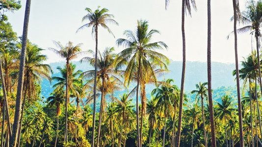 阳光天蓝色墙纸泰国棕榈椰子树丛林和蓝天空图片