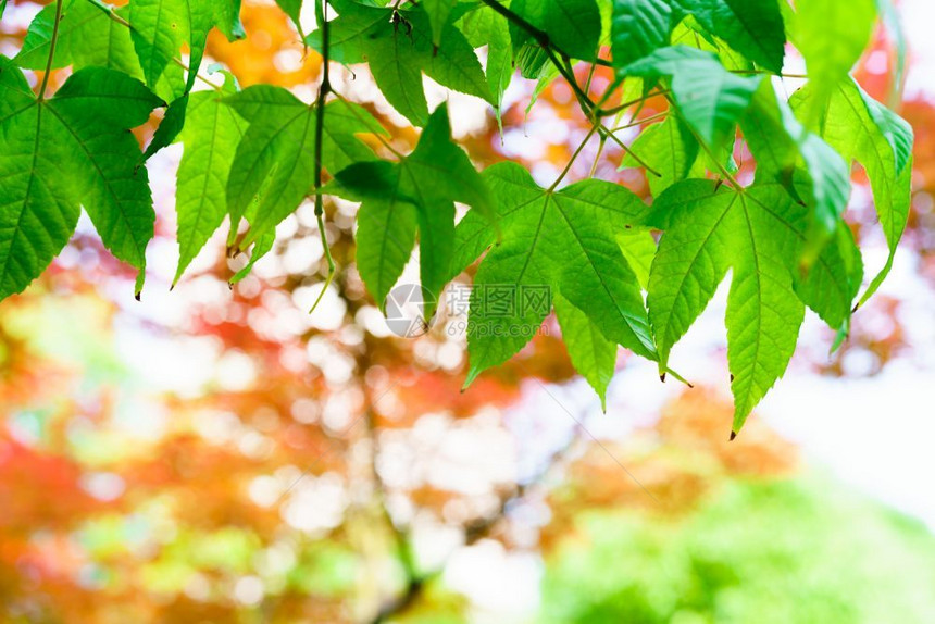 季节白色的绿叶树红和黄叶背景纹理概念观光图片