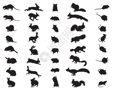 灵鼠跳青松复活节自然沙漠白色背景的鼠类黑休眠带插画