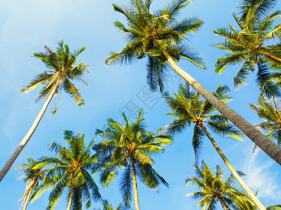 椰子棕榈和蓝天空背景泰国风优美树叶绿色图片