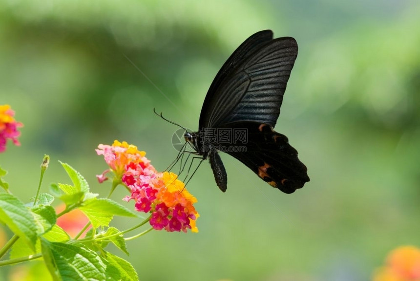 凤蝶蝴以绿色背景的花朵为食吃着多彩鲜花黑色的图片