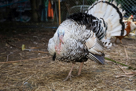 天游戏鸟大土耳其在泰国的农场花园里站立起来昂首阔步图片