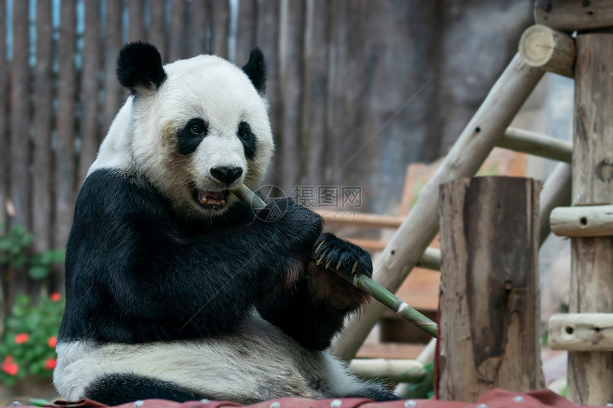 东方的森林大熊猫在公园吃竹子特别的图片