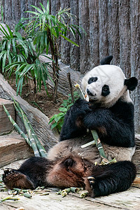 大熊猫在公园吃竹子巨大的树木图片