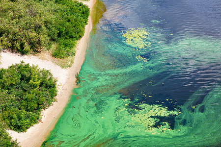 坏的危险表膜青绿藻类覆盖开花水河表面在沿岸水污染线拍摄一部胶片环境问题复制空间河流表面的海岸覆盖着蓝绿藻类和复制空间蓝色绿藻类复背景图片