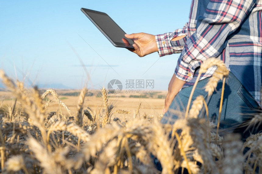 女手触摸平板电脑在麦秆中的特写农学家研究麦穗农民在田中使用平板电脑科学家在田间从事农业技术工作从事农业技术领域工作的科学家耳朵在图片
