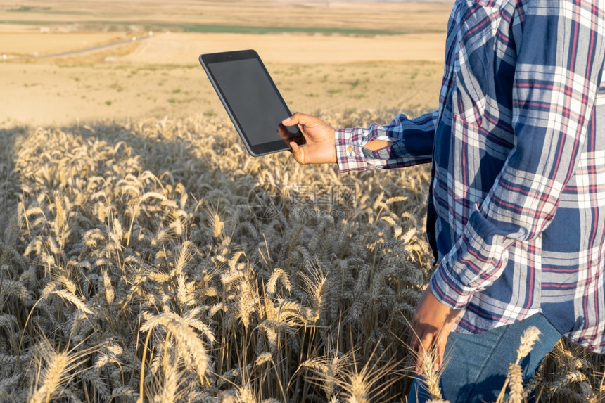 无线的药片女手触摸平板电脑在麦秆中的特写农学家研究麦穗农民在田中使用平板电脑科学家在田间从事农业技术工作从事农业技术领域工作的科图片