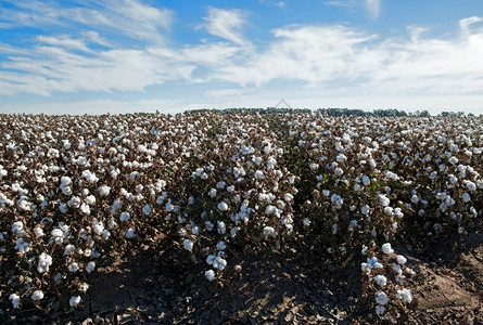 农场白色的芽澳大利亚新南威尔士州格里菲斯附近准备收割的棉花图片