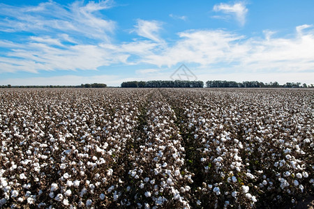 澳大利亚新南威尔士州格里菲斯附近准备收割的棉花农业靠近有机的图片