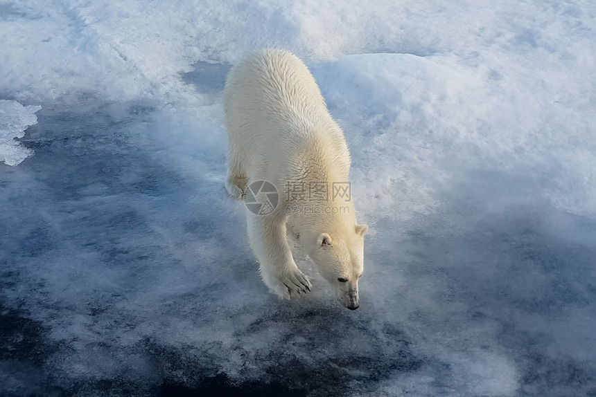 野生动物母亲浮冰上的北极熊捕食者熊浮冰上的北极熊捕食者海洋图片