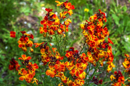 莫兰特季节花朵高清图片