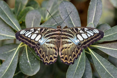 安宁颜色美丽的热带蝴蝶降落在植物树叶上魔法图片