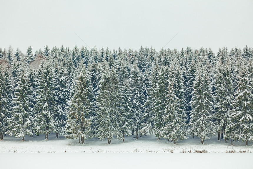 冷杉季节拉普捷夫美丽的冬季风景有雪覆盖的温泉图片