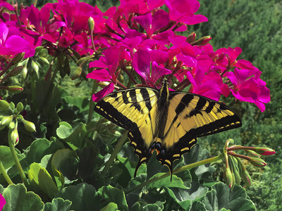 插图鳞翅目亮紫红粉花上的大型黄蝴蝶和黑与绿叶贴近宏品红图片