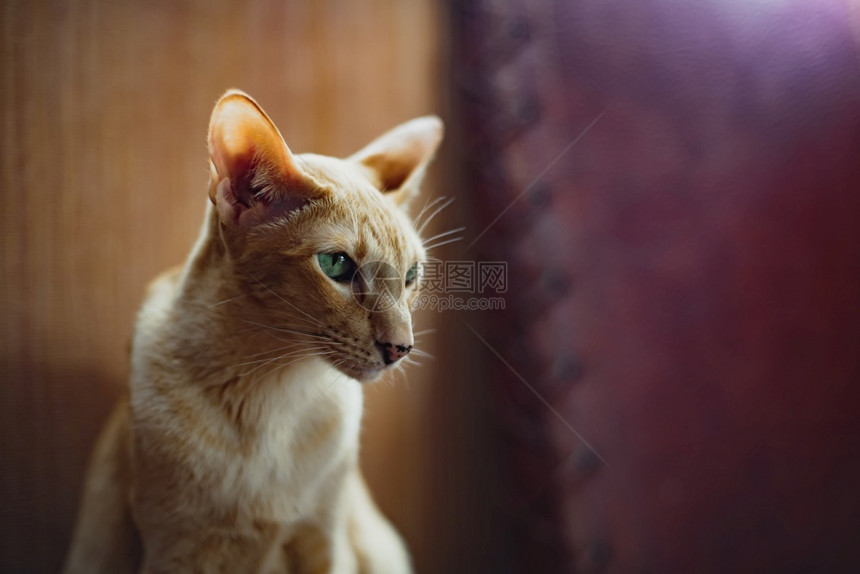 头发可爱的姜红色东方猫清澈的绿色眼睛姜红东方猫清澈的绿色眼睛坐着图片