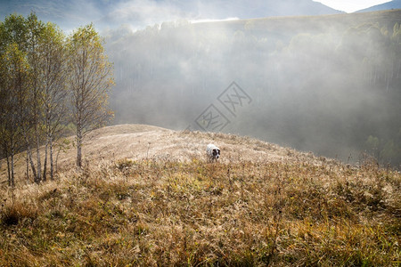 美丽的初秋自然的山上本底雾林喀尔巴阡山脉薄雾场景图片