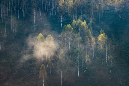 森林户外美丽的初秋自然的山上本底雾林季节图片