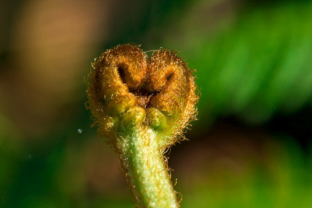 花园夏天生态森林里没有鲜花的绿植物青树是色植物林中无花图片