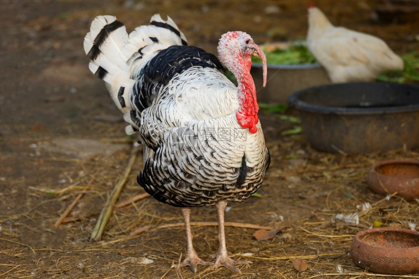 狼吞虎咽自然大土耳其公鸡很漂亮在泰国的农园花里禽类图片
