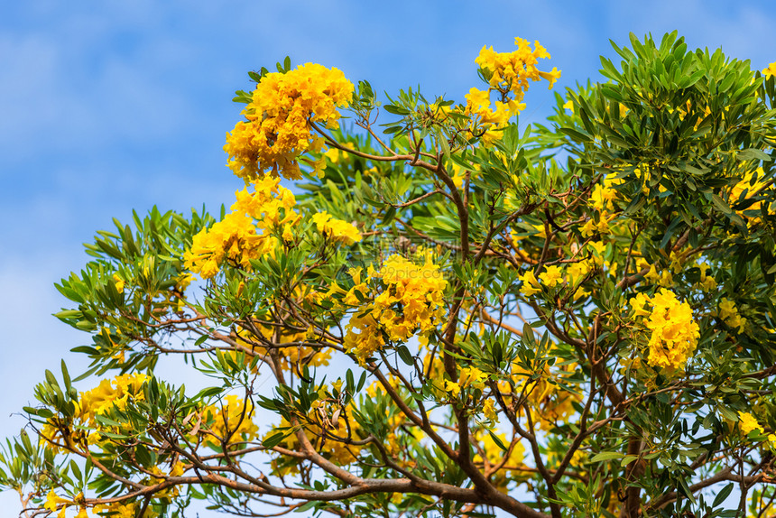 开花金黄色季节蓝天空背景的朴园金号角树图片