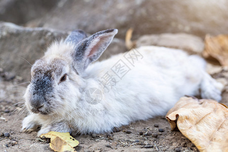 坐在动物园地上的野兔图片