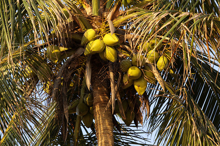 美丽的关闭椰子树夏天棕榈图片
