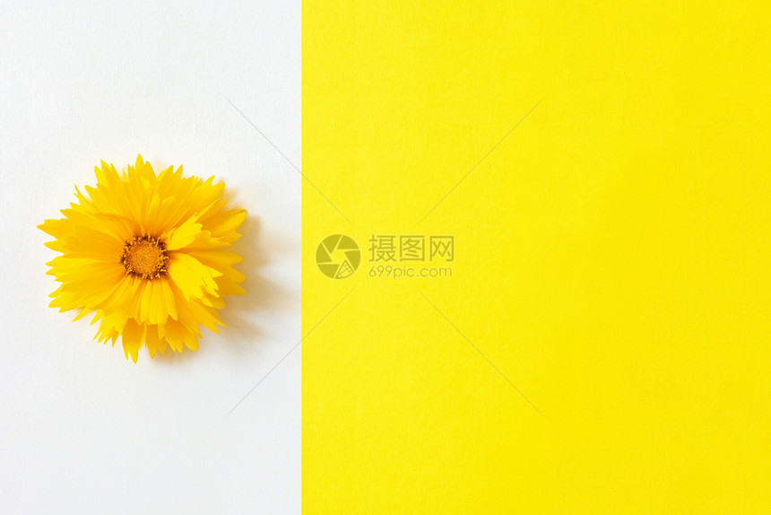 躺着女或者白色和黄纸背景上的一朵黄色金鸡菊花最小样式复制空间模板用于刻字文本或您的设计图片